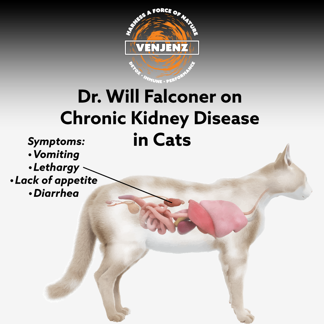 Dr. Will Falconer Helping Cats with Kidney Disease VENJENZ