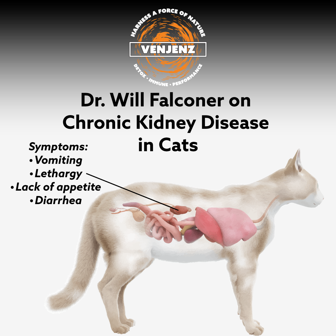 Dr. Will Falconer - Helping Cats with Kidney Disease