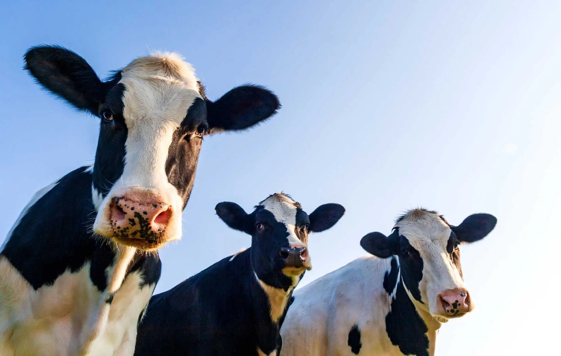Dairy cows grazing outdoors. The source of transfer factors for immune support